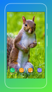 Squirrel Wallpaper screenshot 5