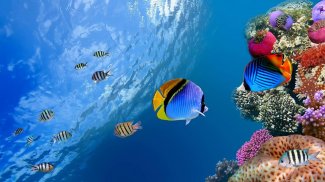 Ocean Fish Live Wallpaper screenshot 7