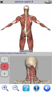 Visual Anatomy Free screenshot 9