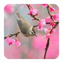 Spring Live Wallpaper HD Icon