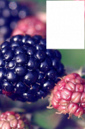 Berries Photo Frames HD - Red, Blue, Black Berries screenshot 14