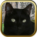 Free Black Cat Puzzles Icon