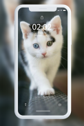 วอลล์เปเปอร์ลูกแมว screenshot 1