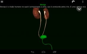 Órgãos Internos em 3D (Anatomia) screenshot 21