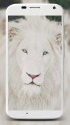 White Lion Wallpapers screenshot 2