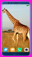 Giraffe Wallpaper screenshot 13