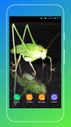 Grasshopper Wallpaper screenshot 11