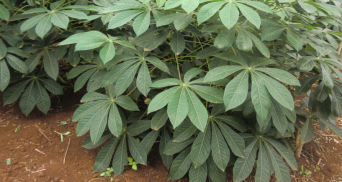 KALRO New Cassava Varieties screenshot 0