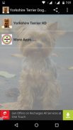 Yorkshire Terrier Dog Wallpape screenshot 6