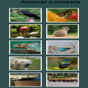 Animal Contest Icon