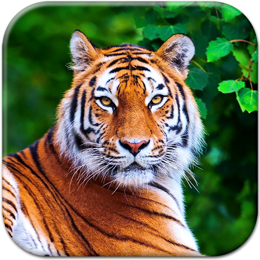 Tigers by Live Wallpaper HD 3D para Android baixar grátis. O papel de  parede animado Tigres de Android.