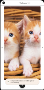 Kitten Wallpapers HD screenshot 3