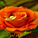 Orange Rose Butterfly LWP