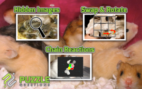 Free Hamster Puzzle Games screenshot 3