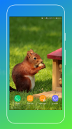 Squirrel Wallpaper screenshot 11