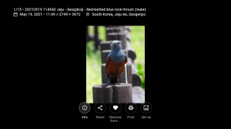 Aves معرض الصور screenshot 7