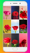 Red Rose Wallpaper screenshot 4
