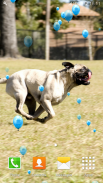 Cute Pugs Live Wallpapers screenshot 2