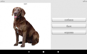 সাথে রাশিয়ান শব্দ শিখুন Smart-Teacher screenshot 8