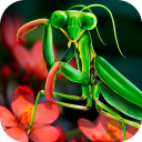 Mantis Life and Hunting Simulator Icon