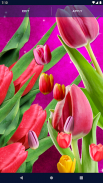 Tulips Spring Live Wallpaper screenshot 3