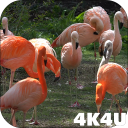 4K Flamingo Video Live Wallpaper Icon