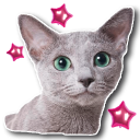 😻 Katzenaufkleber für Whatsapp - WAStickerApps Icon