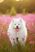Dog wallpapers - Puppy, Pomeranian Wallpapers screenshot 4