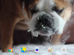 Dog Licks Screen Video LWP screenshot 6