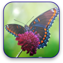 Schmetterling Hintergrundbild Icon