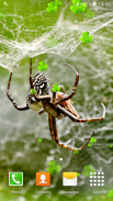nhện hình nền sống screenshot 2