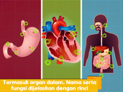 Marbel Anatomi Manusia SD 5 screenshot 0