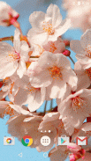 Sakura Wallpaper screenshot 2