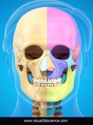 Skull Anatomy Pro. screenshot 9