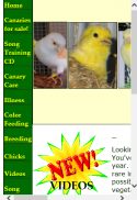 Canaries Info screenshot 6