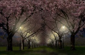 Spring Cherry Blossom Live Wallpaper FREE screenshot 12