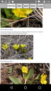 Yellowstone Wildflowers screenshot 4