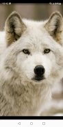 White (Polar) Wolf Wallpapers screenshot 5