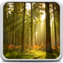 Sunny Forest Live Wallpaper