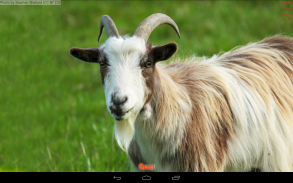 Domestic animals for kids screenshot 7