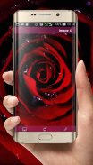 Red Rose Wallpapers HD screenshot 0