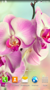 Orchids Wallpaper screenshot 9