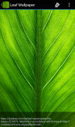 Leaf Wallpaper screenshot 6