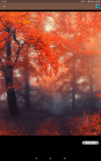 Autumn wallpapers collections screenshot 6