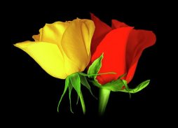 Flowers And Roses Animated Images Gif pictures 4K screenshot 1