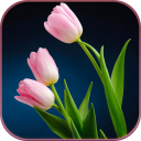 HD Pink Tulips Live Wallpaper