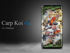 Carp Koi fish live wallpaper 4K resolution free screenshot 4