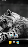 Snow Leopard Live Wallpaper screenshot 3