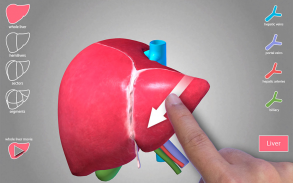 Surgical Anatomy of the Liver screenshot 1
