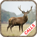 Deer hunting calls